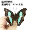 Venta Directa al Por Mayor de Fábrica de Especímenes Reales de Mariposas con Alas Extendidas, Diversos Insectos y Escarabajos, Accesorios para Fotos, Educación Científica, Especímenes Naturales