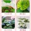 Solução Nutricional Concentrada para Plantas Hidropônicas para Uso Doméstico para Melhorar Folhas Amareladas, Promover Enraizamento, Aumentar a Floração e Clarear Folhas para Plantas de Bambu Como Bambu da Sorte e Tulipas