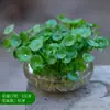 Una generación de hojas con hierba de cobre en macetas hidropónicas plantas de interior flores verdes pequeñas semilla de hierba de cobre acuática
