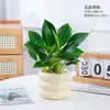 Cesta de Rábano Verde en Maceta Diamante Dorado Planta de Interior Florales Plantas Verdes Hidropónicas Sala de Estar Fácil de Cultivar Suculenta Casa Nueva Absorbe y Elimina Formaldehído
