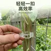 Clips de Fijación para Plantas Verdes y Árboles Frutales, Sujetadores para Enredaderas, Cañas de Soporte para Subir Plántulas, Clips para Colgar Plántulas de Frutas y Verduras