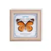 Marco de Marco de Espécimen de Mariposa Real Dorada con Manchas Moderno Simple Pintura Decorativa Regalo para Sala de Estar Marco de Espécimen