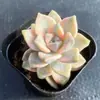 Base de planta suculenta autoproducida y autovendida al por mayor suculentas pequeñas combinación de flores plantas en maceta plantas carnosas Lithops Haworthia