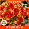 Colección de Plántulas de Flores Grandes Cuatro Estaciones Flores Preciosas Resistentes al Frío Kalanchoe de Doble Pétalo Planta en Maceta Capullos de Flores Abren Cambian de Color Dragón Otro