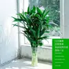 Planta de Bambú Hidropónica en Maceta Planta Verde Flor Flor de Interior Sala de Estar Brote de Bambú Verde Cultivado en Agua Venta al por Mayor