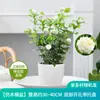 Planta de Semillero de Jazmín Cabeza de Tigre en Maceta Sala de Estar Doble Pétalo Espécimen Antiguo Fragancia Fuerte Gardenia Jiulixiang Planta Fácil de Cultivar en Cuatro Estaciones Planta Verde