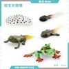Juguete modelo de animal pequeño simulación ciclo de vida crecimiento rana tortuga pollo Montessori material didáctico preescolar venta al por mayor