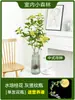 Plántulas de Osmanthus Hidropónico en Maceta, Plantas Cultivadas en Agua, Flores Frescas Cortadas de Osmanthus de Cuatro Estaciones, Plantas Verdes de Interior Fáciles de Cultivar, Florales, Cabello de Osmanthus