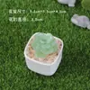 Adornos Pequeños de Vidrio Zibo, Suculentas Cactus, Plantas en Maceta de Brotes de Frijol, Manualidades de Vidrio para Oficina, Regalos, Decoración del Hogar