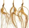 Ginseng Americano Trasplantado del Monte Changbai, Ginseng de Montaña y Ginseng Rojo de Jilin Noreste para Hacer Vino, Sopa y Suplementos para la Salud