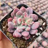 Base de planta suculenta autoproducida y autovendida al por mayor suculentas pequeñas combinación de flores plantas en maceta plantas carnosas Lithops Haworthia
