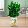 Bambú Guanyin Hidropónico Plantas Verdes de Interior Oficina Sala de Estar con Raíces Cultivado en Agua Bambú Rico Flores Cortas