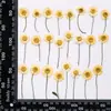Coleção de Galhos de Flor de Crisântemo, Pacote de Material para Embossing de Flores Secas, Material para DIY Feito à Mão, Espécime de Planta, Marcador de Página Embossado com Cola