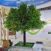 Árbol frutal, manzana, naranja, caqui, granada, plátano, melocotonero, centro comercial, supermercado, estudio, árbol decorativo.