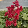 Flores artificiais para atacado, flores de frangipani para arranjos de teto de casamento, materiais florais suspensos para salões de casamento, fabricante de frangipani de 4 ramos único
