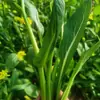 Semillas para Remolacha Dulce con Múltiples Semillas, Brotes de Col Multisemilla, Semillas de Verduras Verdes Lianzhou, Semillas de Verduras de Alto Rendimiento de Granjas