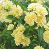 Rosas Trepadoras de 1.5 m con Aroma Fuerte, Plantas Trepadoras para el Jardín, Rosas en Maceta de Floración Multitemporada que Florecen Todo el Año