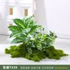 Planta de musgo artificial combinación de macetero para flores decoración de partición micro paisajismo planta verde biónica paisajismo interior bonsái