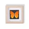 Especímenes de Mariposas Reales Raros y Preciosos (Mariposa Pavo Real) en un Marco, Decoración Moderna de Madera para el Hogar, Decoración Creativa de Mesa