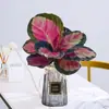 Plantas hidropônicas fáceis de cultivar em ambientes internos Calathea Maçã Verde planta verde planta em vaso adequada para todas as estações sala de estar escritório mesa folhas grandes tolerante à sombra