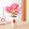 Planta em Vaso Vermelho Geely, Planta Verde Ruyi Rainha Elefante Branco Hidropônica, Planta de Folha Decorativa para Mesa de Escritório, Flor Fácil de Cuidar