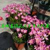 Venta Directa de Bulbos de Orquídea Rosa de Viento y Lluvia, Cebollas en Maceta, Puerros y Bulbos de Puerro, Grandes Descuentos para Plantar en Todas las Estaciones