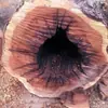 Madera de Azufaifo Golpeada por el Rayo, Madera de Durazno, Marcas de Rayo, Troncos Quemados por el Rayo, Material de Madera Original, Productos de Buena Calidad