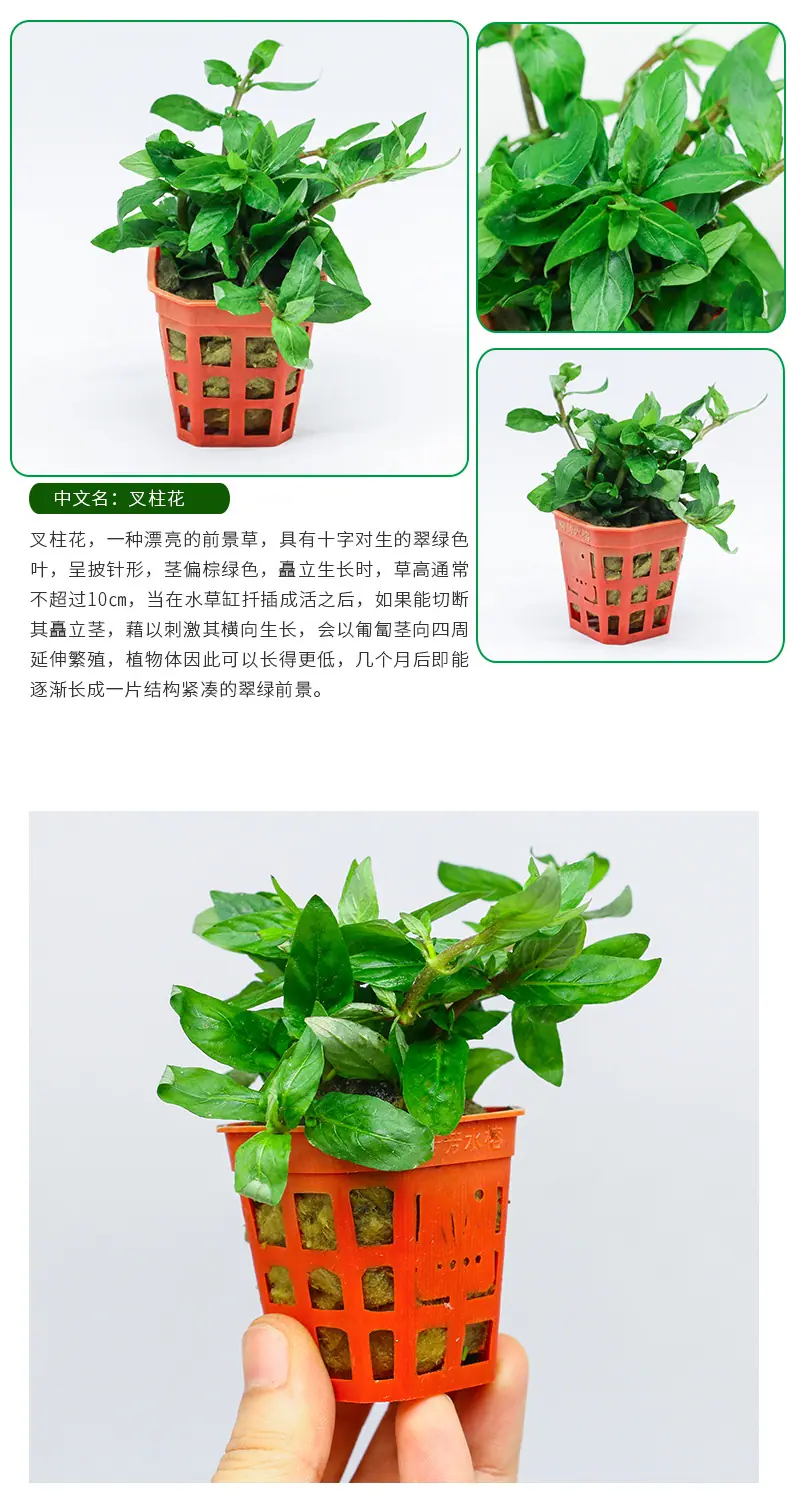叉柱花（杯）_03