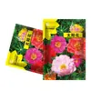 Semillas de Girasol Florecen en Todas las Estaciones, Maceta de Balcón Patio Flores Fáciles de Cultivar Semillas Fabricante Venta al por Mayor alrededor de 500 Semillas