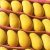 Manga Xiaotainong de Hainan 5kg Manga Xiaotainong Colhida na Hora Fruta Tropical da Estação Especialidade Manga Frete Grátis