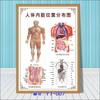 Diagrama esquemático del sistema anatómico visceral humano. Póster médico de pared con diagrama de la estructura del corazón y los órganos humanos.
