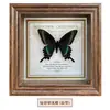 Marco de Fotos con Foto de Mariposa Real Pintura Decorativa Estilo Europeo Marco de Fotos Vintage Decoración de Mesa Adorno para Muebles Regalo de Cumpleaños Presente