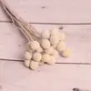 [Vila Zanhua] Yongsheng Flor Bola Dourada Flor Seca Yunnan Buquê Fruta Seca Planta Multicolorida Flor Seca Real Atacado