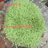 Explosiones en vivo de celebridades de internet 2-3 mm pequeño lirio del valle con agujeros acrílico flores pequeñas pulsera pendientes DIY hechos a mano cuentas tejidas