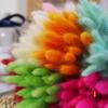 Coelho cauda grama buquê de flores secas flor material photo frame decoração diy material eterno flor rabo de cachorro grama atacado adereços de tiro