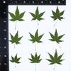 Espécimen de Planta Hoja de Arce Flor Seca Repujado Hecho a Mano DIY Funda para Teléfono Móvil Marcapáginas Hojas Reales Flores Reales Pegatinas de Hojas Venta al por Mayor
