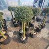 Árbol Lollipop Brillante de Ligustro con Forma de Corazón Árbol de Cera de Sichuan y Yunnan Ciprés Azul Hielo Flor Luminosa de Limón Planta Espejo Planta en Maceta