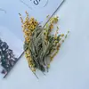 Flores Secas Naturales Flores de Acacia Flores de Mariposa Conservadas Hojas de Eucalipto Manzana Aroma Verde Incienso Hoja de Jade Material de Hoja Hecho a Mano DIY Fruta