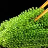 Uvas de Mar Listas para Comer Algas Saladas Infantiles Plato Frío Fresco Uvas de Agua Vegetales Marinos Caviar Verde Algas Marinas