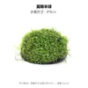 Musgo de Acuario Terrario Planta Acuática Paisajismo Planta Real Tanque de Escondite para Peces y Camarones Casa para Camarones Adorno Pequeño Casa de Escondite para Cría de Peces Pequeños