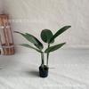 Ins simulación de concubina imperial Kwai en maceta cola suelta Kwai planta falsa decoración de interiores planta verde bonsái decoración de sala de estar del hogar árbol