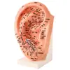 Modelo de oído de acupuntura auricular multi-acupunto de 23 cm, letras de zona refleja ultra claras, modelo de oído, modelo de presión auricular para el hogar