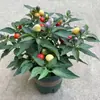 Mudas Coloridas de Pimenta em Vasos com Frutos, Pimentas Frescas Comestíveis Multicores, Flores de Varanda e Plantas Verdes