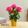 Rosa de tres cabezas bonsái pequeño flores artificiales de alta calidad decoración interior creativa flores artificiales plantación verde Amazon simulación en maceta