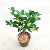 Planta de Camélia Perfumada em Vaso, Mudas de Camélia Fortemente Perfumadas, Flores para Jardim de Interior, Plantas Grandes Fáceis de Cultivar, Promoção de Osmanthus de Quatro Estações