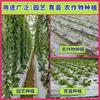 Nuevo material plata negro dos colores película de acolchado película de acolchado reflectante para plantación de frutas y verduras película de acolchado para invernadero repelente de malezas película agrícola