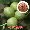 Venta Dropshipping de Plántulas de Nogal y Frutales para Plantar en el Norte y Sur, Plántulas de Pecana 8518 Injertadas de Planta Directa de Cáscara Delgada y Piel de Papel