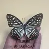 Venta Directa al Por Mayor de Fábrica de Especímenes Reales de Mariposas con Alas Extendidas, Diversos Insectos y Escarabajos, Accesorios para Fotos, Educación Científica, Especímenes Naturales