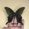 Venta Directa al Por Mayor de Fábrica de Especímenes Reales de Mariposas con Alas Extendidas, Diversos Insectos y Escarabajos, Accesorios para Fotos, Educación Científica, Especímenes Naturales