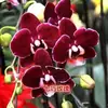 Las plántulas de Phalaenopsis son fáciles de cultivar en todas las estaciones. Plantas Verdes y Flores en Maceta para Balcón de Oficina en Interiores Fáciles de Cultivar
